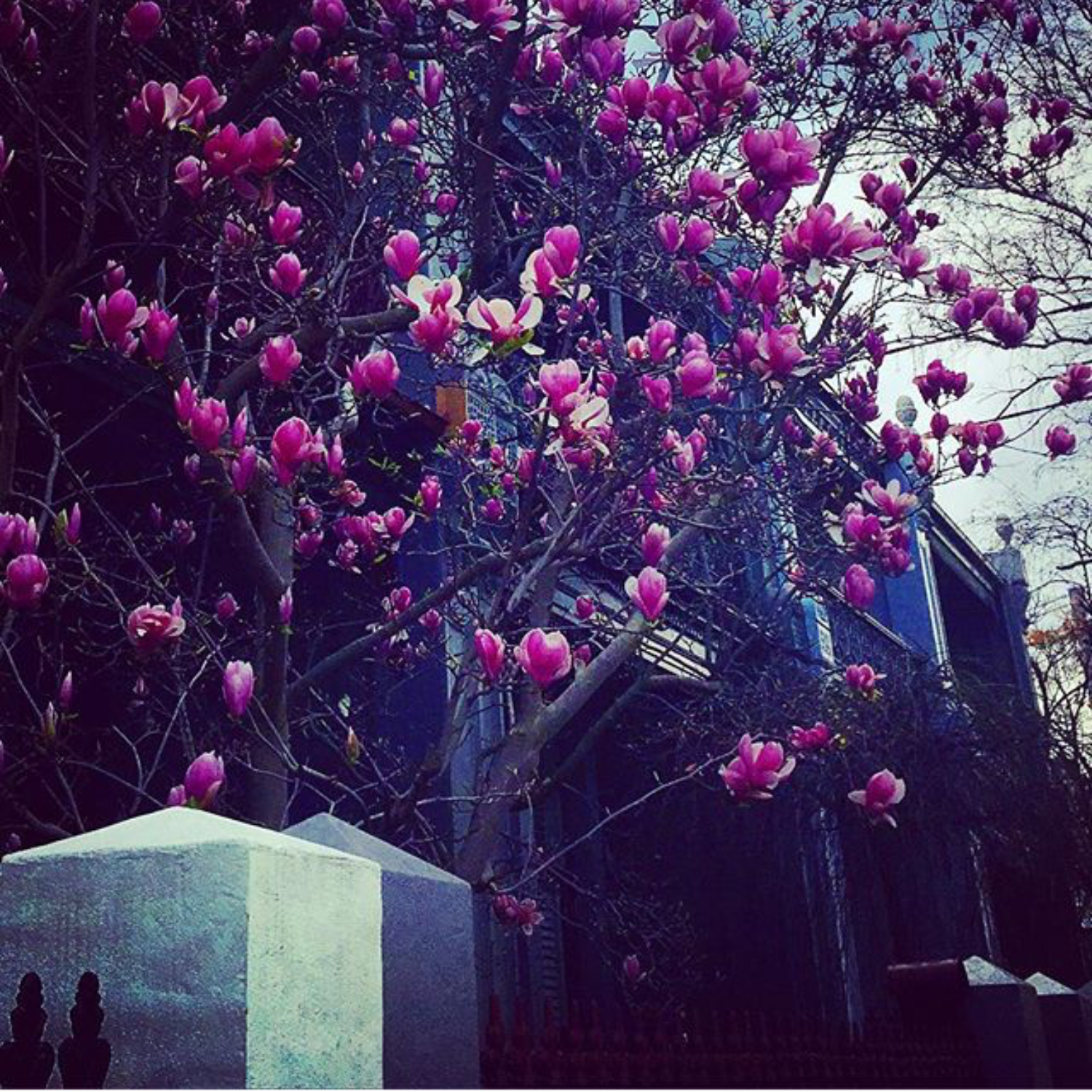 Albert Park magnolia — EDMG Melbourne